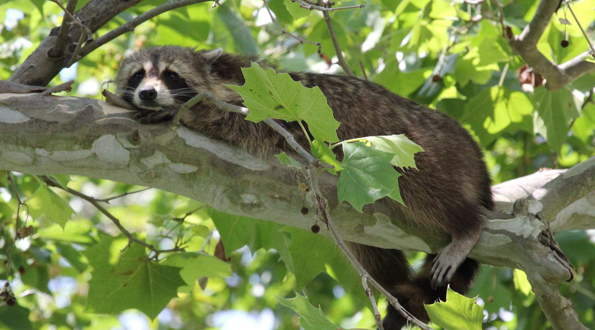 A raccoon resting on a limb of a sycamore tree.